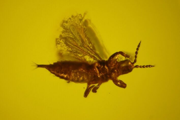 Fossil Thrip (Thysanoptera) In Baltic Amber - Rare! #150731